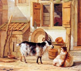 Deux chèvres dans une cour Deux chèvres dans une cour