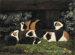 Secchs meerschweinchen im stalle Secchs meerschweinchen im stalle