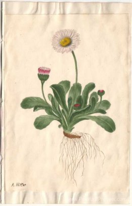 Fleurs avec racines Fleurs avec racines