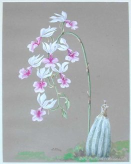 Orchidées blanches Orchidées blanches