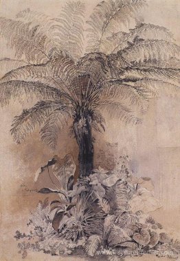 Plantes tropicales Plantes tropicales