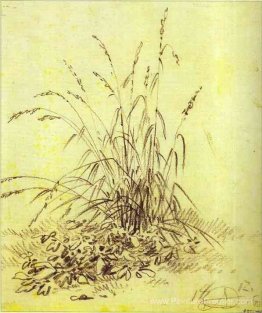Herbe Herbe