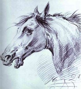 Tête d'un cheval Tête d'un cheval