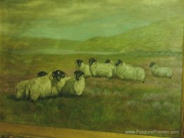 Mouton sur le terrain Mouton sur le terrain