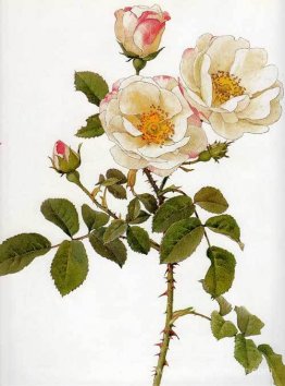 Rosa damascena rubrotincta Rosa damascena rubrotincta