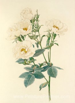 Rosa alba Rosa alba