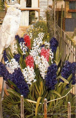 Le cacato-coachant blanc (Coronation Cockatoo) Le cacato-coachant blanc (Coronation Cockatoo)