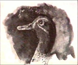 Tête du canard Tête du canard