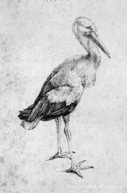 Cigogne Cigogne
