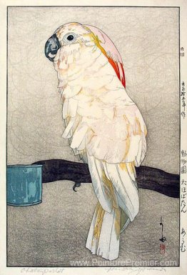 Perroquet obatan Perroquet obatan