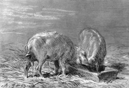 Deux porcs mangeant d'un creux Deux porcs mangeant d'un creux