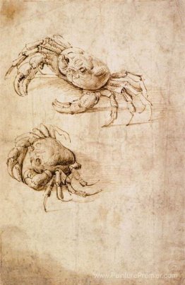 Études de crabes Études de crabes