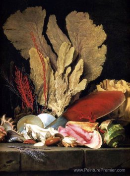 Nature morte avec touffe de plantes marines, coquilles et coraux Nature morte avec touffe de plantes marines, coquilles et coraux