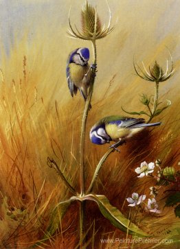 Bluetits sur une taure Bluetits sur une taure