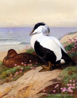 Ducks eider communs Ducks eider communs