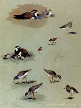 Étude des bécassements, des cours de couleur crème et d'autres o Étude des bécassements, des cours de couleur crème et d'autres o