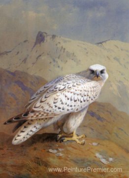 Un Groenland, ou Gyr Falcon Un Groenland, ou Gyr Falcon