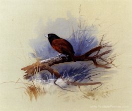 Une religieuse à tête noire népalaise dans la branche d'un arbre Une religieuse à tête noire népalaise dans la branche d'un arbre