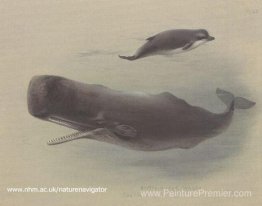 Spermatozoïde et baleine en bouteille Spermatozoïde et baleine en bouteille