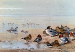 Pintail, Teal et Wigeon, au bord de la mer Pintail, Teal et Wigeon, au bord de la mer