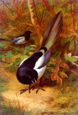 Magpies Magpies
