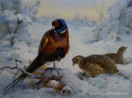 Bite et poule faisan en hiver Bite et poule faisan en hiver