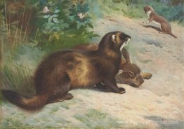 Polecat européen défendant une carcasse de lapin d'une moins de Polecat européen défendant une carcasse de lapin d'une moins de