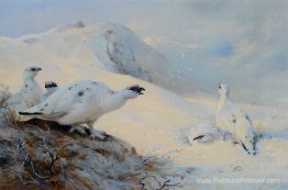 Ptarmigan appelant dans la neige Ptarmigan appelant dans la neige