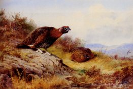 Grouse rouge sur la lande Grouse rouge sur la lande