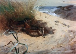 Bois sur les dunes Bois sur les dunes