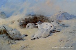 Ptarmigan cherche un abri Ptarmigan cherche un abri