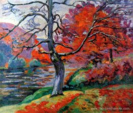 Écho rock Écho rock