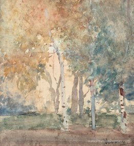 Forêt de bouleau Forêt de bouleau