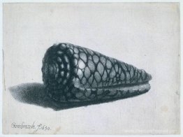 La coquille (Conus marmoreus) La coquille (Conus marmoreus)