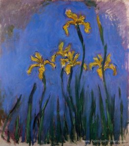 Iris jaunes