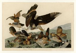 Planche 76 Virginian Partridge