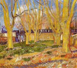Avenue d'arbres avion près de la gare d'Arles