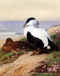 Ducks eider communs