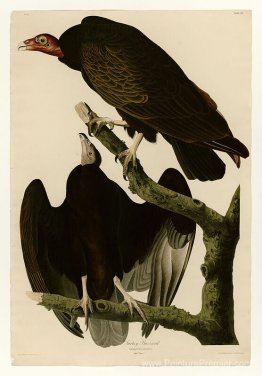 Planche 151 Turquie Buzzard