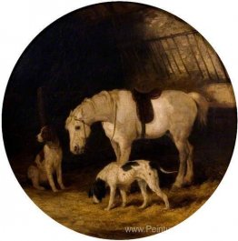 Pony et chiens