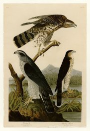 Planche 141 I. Goshawk - 2. Stanley Hawk