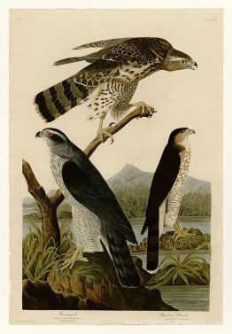 Planche 141 I. Goshawk - 2. Stanley Hawk