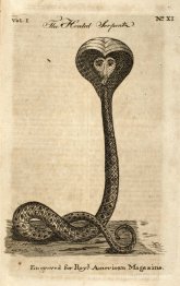 Serpent à capuche