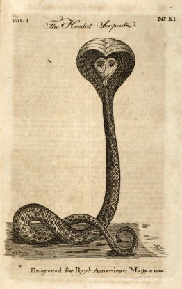 Serpent à capuche
