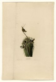 Plaque 100 marais wren