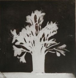 Fleurs à une fenêtre