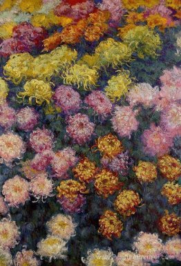 Lit de chrysanthemums