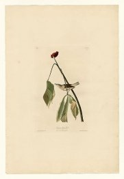 Planche 19. Chauveau d'eau de Louisiane