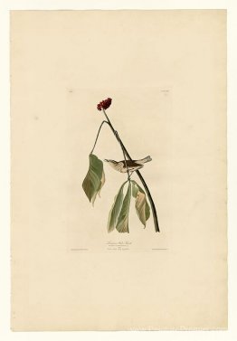 Planche 19. Chauveau d'eau de Louisiane