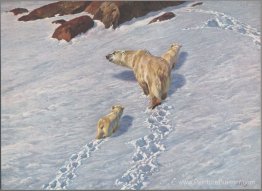 Famille d'ours polaires